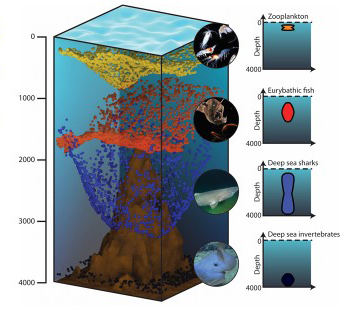 Adding the third dimension to marine conservation - UQ News - The